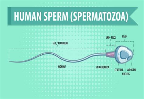 how to know if sperm leaked out of condom|How to Confirm Whether Sperm Went Inside